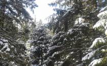 Coraz więcej śniegu na drzewach