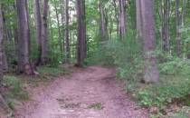 Ścieżka  lesna