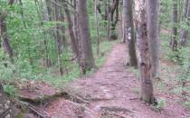 Ścieżka  w lesie
