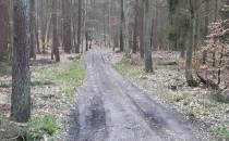 Droga leśna koło Skarszew