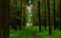 Ścieżka leśna
