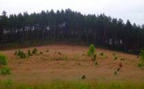 Lasy Wdzydzkiego Parku Krajobrazowego