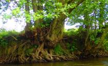 Konary drzew zanurzone w nurcie rzeki