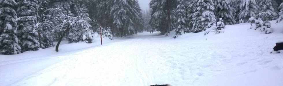 Janowa Góra - Schronisko pod Śnieżnikiem - Sienna