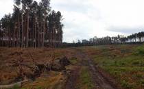 Zniszczony las po nawałnicy z 2017 r.