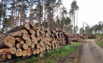 Uporządkowane drewno i przejezdność szlaku w normie