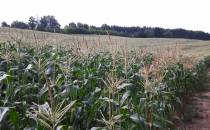 Sporawe pole kukurydzy Śliwiny