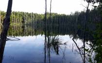 jezioro ukryte w lesie
