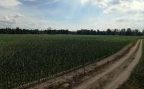 To jest mega pole kukurydzy