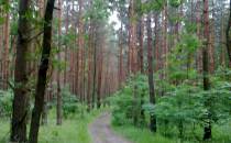 taki las na Śląsku !!!