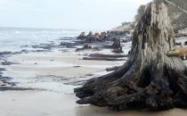 Konary prastarej puszczy odkryte przez morskie fale