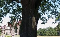 stare drzewo w parku przy zamku w Mosznej