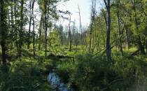 Bagienny las przed wsią Bihale, Piotr Banaszkiewicz