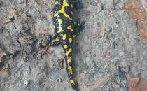 Salamandra na szlaku