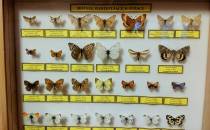 Wystawa owadów w Wapowcach