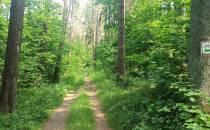 Trasa przez las